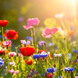 Floral Creams (4-Piece Set)